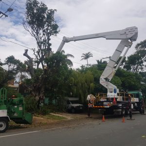 ez-as-tree-service-12-1