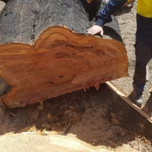 ez-as-tree-service-4-1