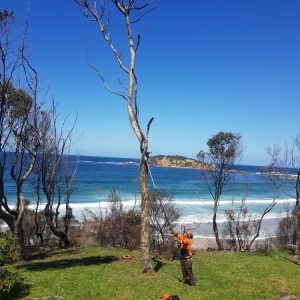 ez-as-tree-service-7-1